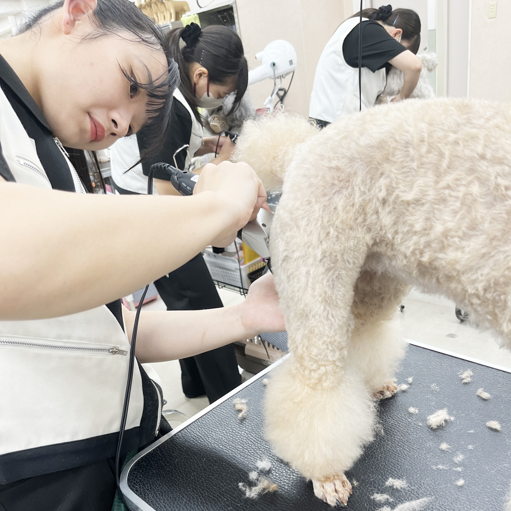 QN͂ql̈g~O@